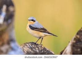 Attēlu rezultāti vaicājumam “Oenanthe oenanthe male”