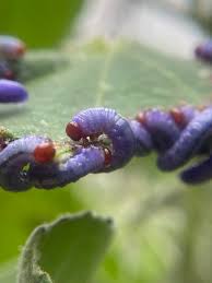 Attēlu rezultāti vaicājumam “Anarta myrtilli larva”