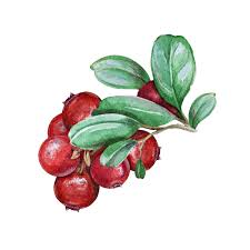 Attēlu rezultāti vaicājumam “Arctostaphylos uva-ursi fruit”