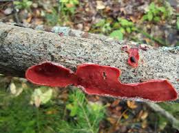 Attēlu rezultāti vaicājumam “Cytidia salicina”