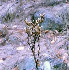 Image result for Oenothera biennis