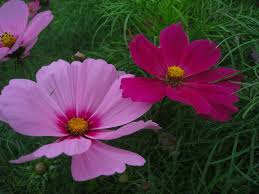 Image result for Cosmos bipinnatus