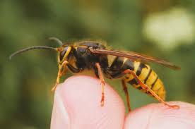 Attēlu rezultāti vaicājumam “Dolichovespula media”