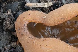 Attēlu rezultāti vaicājumam “Peziza flavida”