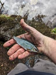 Image result for Bollington & Royal Oak Angling Society