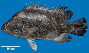 Image result for Lobotes surinamensis