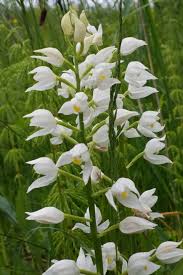 Attēlu rezultāti vaicājumam “Cephalanthera longifolia”