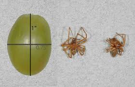 Attēlu rezultāti vaicājumam “Cheiracanthium sp.”