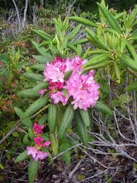 Attēlu rezultāti vaicājumam “rhododendron”