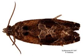 Attēlu rezultāti vaicājumam “Eudemis porphyrana”