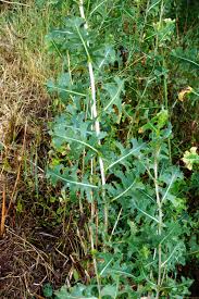 Attēlu rezultāti vaicājumam “Lactuca serriola”