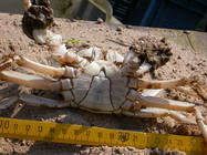 Image result for Eriocheir sinensis