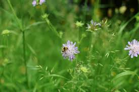 Image result for Knautia arvensis