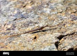 Attēlu rezultāti vaicājumam “Ranatra linearis”