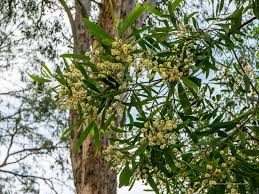 Image result for Blackwood