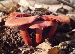 Attēlu rezultāti vaicājumam “Cortinarius sanguineus”
