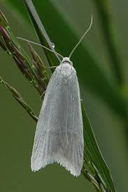 Attēlu rezultāti vaicājumam “Eana argentana”