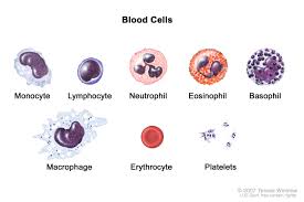 Image result for blood