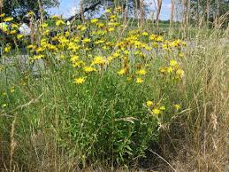 Attēlu rezultāti vaicājumam “Hieracium umbellatum bud”