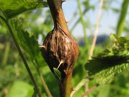 Attēlu rezultāti vaicājumam “Lasioptera rubi”