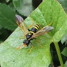 Attēlu rezultāti vaicājumam “Tenthredo scrophulariae exuvia”