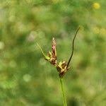 Attēlu rezultāti vaicājumam “Carex pilulifera”