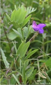 Attēlu rezultāti vaicājumam “Lathyrus palustris flower”