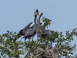 Attēlu rezultāti vaicājumam “Ardea cinerea adult”