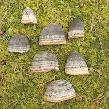 Attēlu rezultāti vaicājumam “Fomes fomentarius”