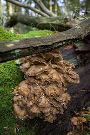 Attēlu rezultāti vaicājumam “Junghuhnia pseudozilingiana”