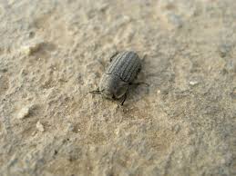 Attēlu rezultāti vaicājumam “Opatrum sabulosum”