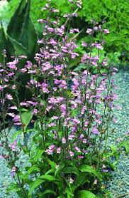 Image result for Penstemon