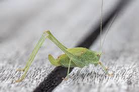 Attēlu rezultāti vaicājumam “Phaneroptera falcata”