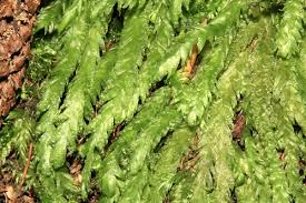 Attēlu rezultāti vaicājumam “Plagiothecium undulatum”