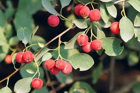 Attēlu rezultāti vaicājumam “Cotoneaster multiflorus fruit”