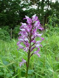 Attēlu rezultāti vaicājumam “Orchis militaris flower”