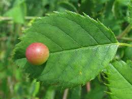 Attēlu rezultāti vaicājumam “Diplolepis eglanteriae”