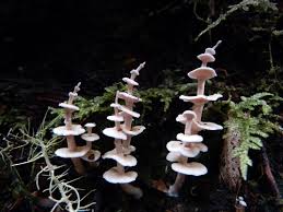 Attēlu rezultāti vaicājumam “Plicatura nivea”