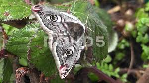 Attēlu rezultāti vaicājumam “Saturnia pavonia female”