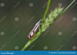 Attēlu rezultāti vaicājumam “Catoptria permutatellus”