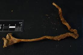 Attēlu rezultāti vaicājumam “Lentinus suavissimus”