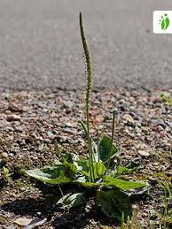Attēlu rezultāti vaicājumam “Plantago major subsp. intermedia leaf”