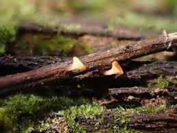 Attēlu rezultāti vaicājumam “Hymenoscyphus sp.”