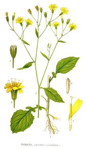 Attēlu rezultāti vaicājumam “Lapsana communis flower”