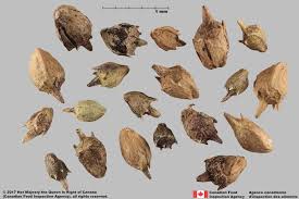 Attēlu rezultāti vaicājumam “Ambrosia artemisiifolia bud”