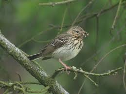 Attēlu rezultāti vaicājumam “Anthus trivialis”