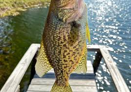 Image result for Chelon tricuspidens