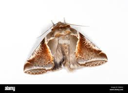 Attēlu rezultāti vaicājumam “Habrosyne pyritoides”