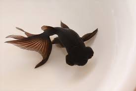 Image result for 出目金