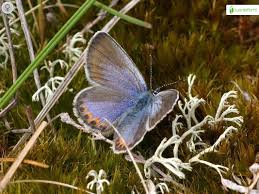 Attēlu rezultāti vaicājumam “Plebejus idas underside”